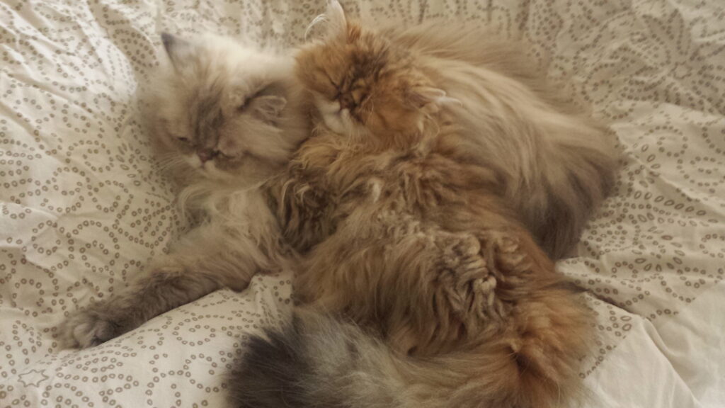 katten slapen in bed